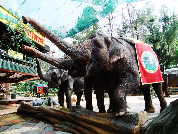 6. Drive Through Zoo: Taman Safari Zoo